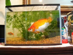 自業自得? 自業自得?