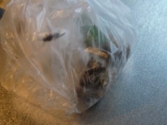 コアシナガバチ コアシナガバチ