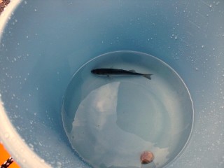 可愛いセイゴ 可愛いセイゴ