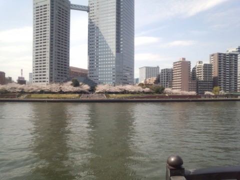 対岸は花見モードw 対岸は花見モードw