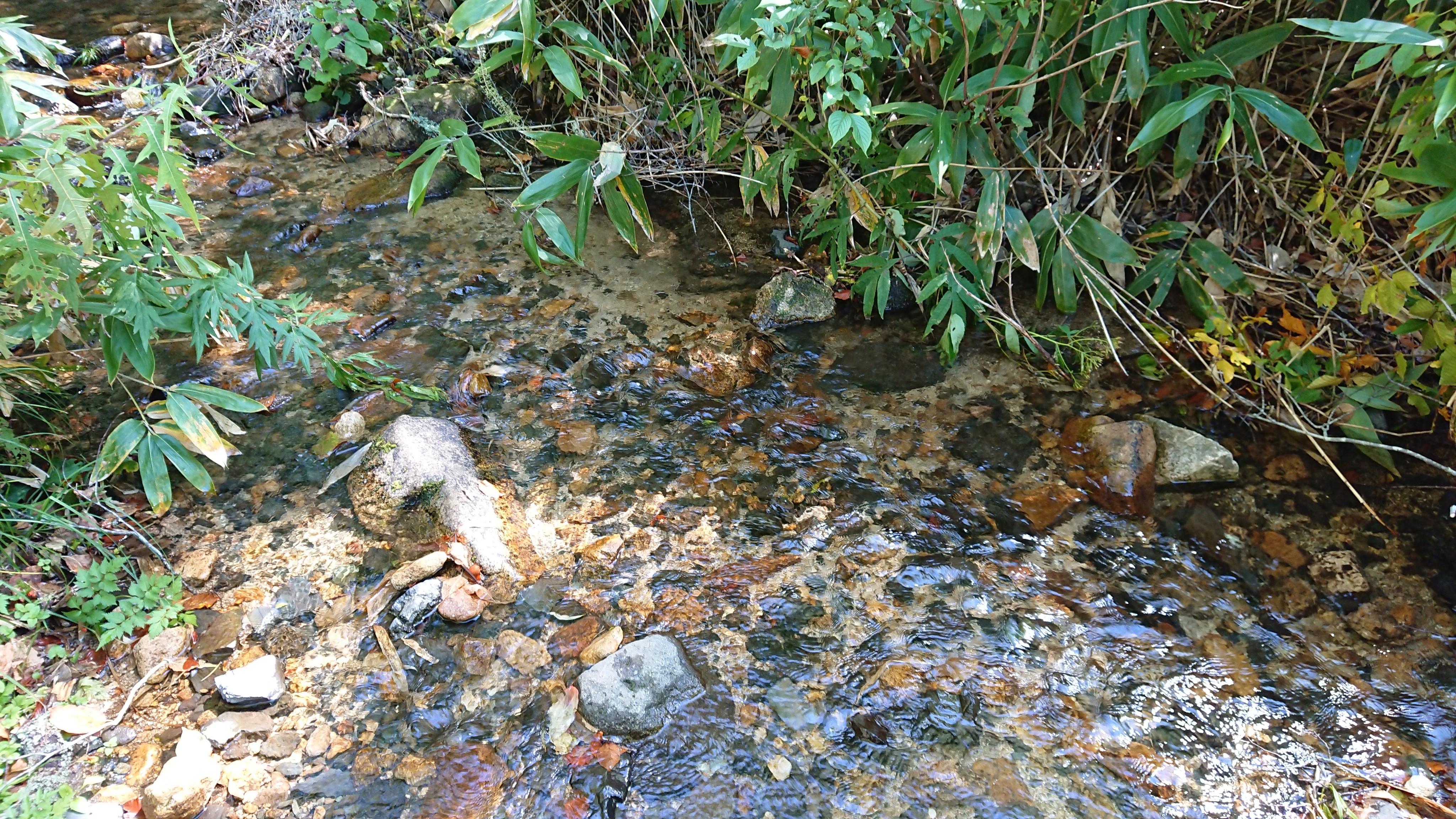 奥利根の清流 奥利根の清流
