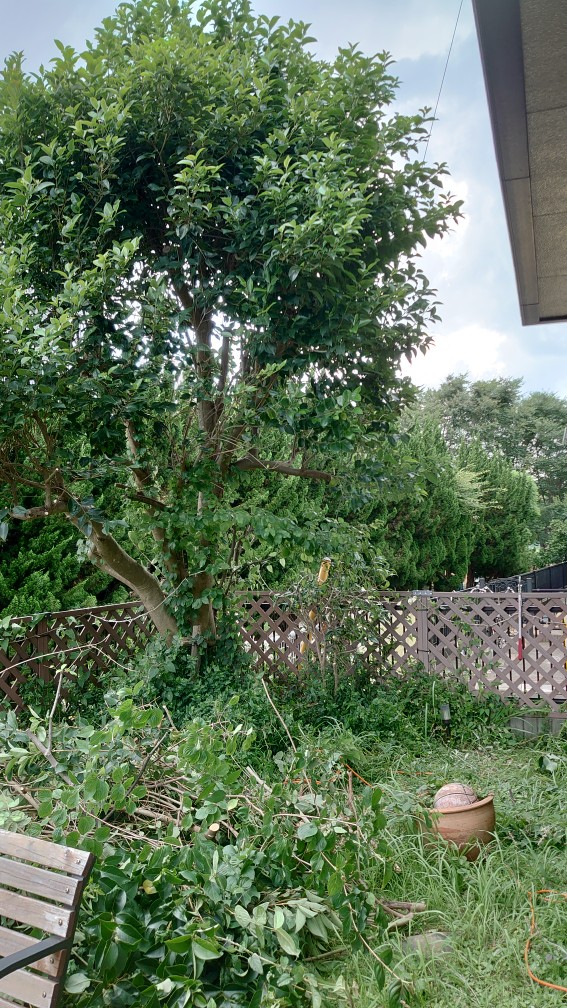 もっさり(゚∀゚) もっさり(゚∀゚)