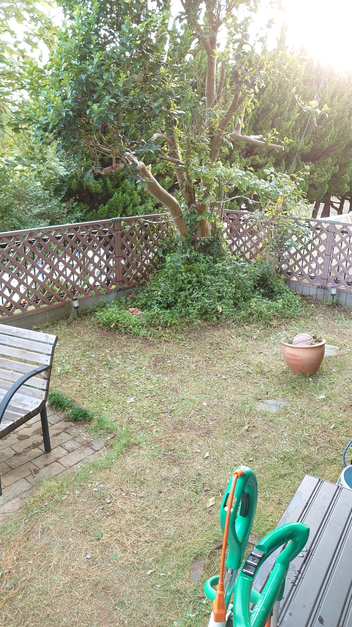 枝も地面もスッキリ 枝も地面もスッキリ