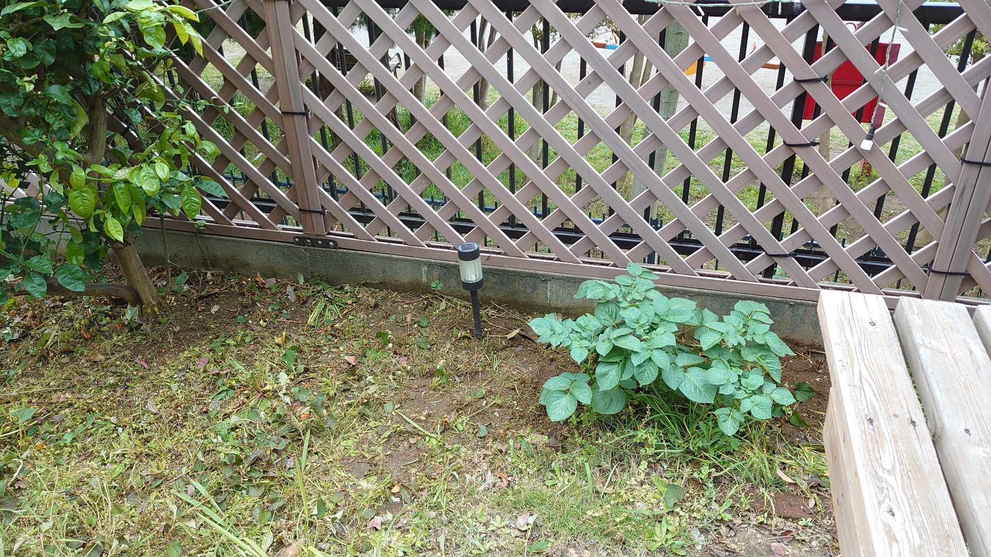 割としっかり生えてる 割としっかり生えてる